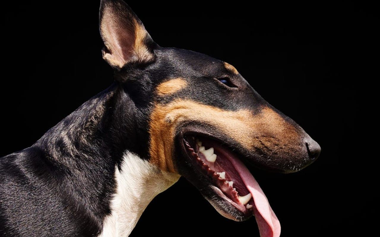 Bull Terrier dog breed