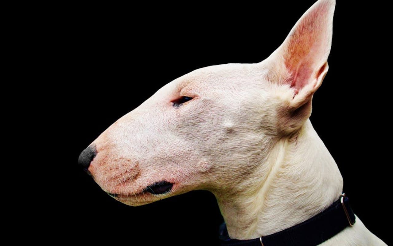 Bull Terrier — gallery 2