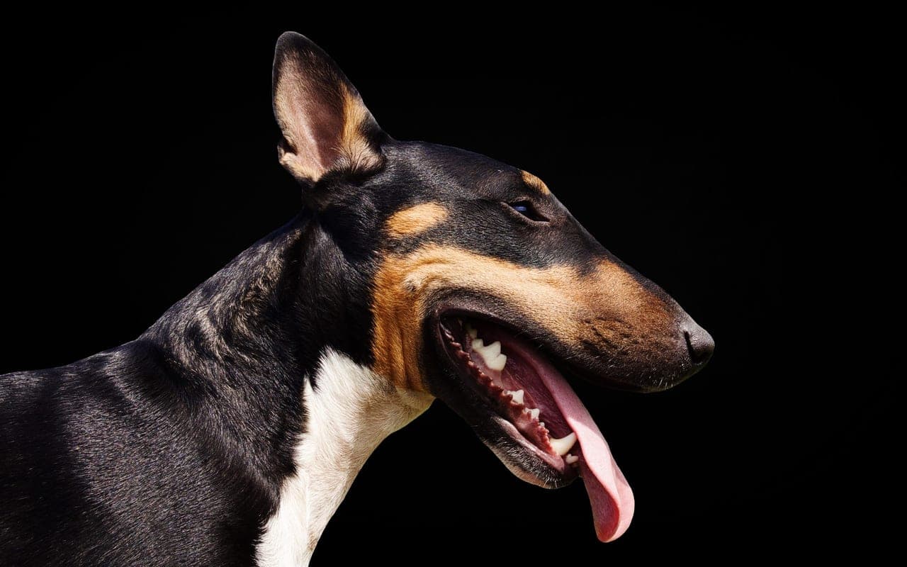 Bull Terrier — photo by Kenny Fotos CR (Pexels)