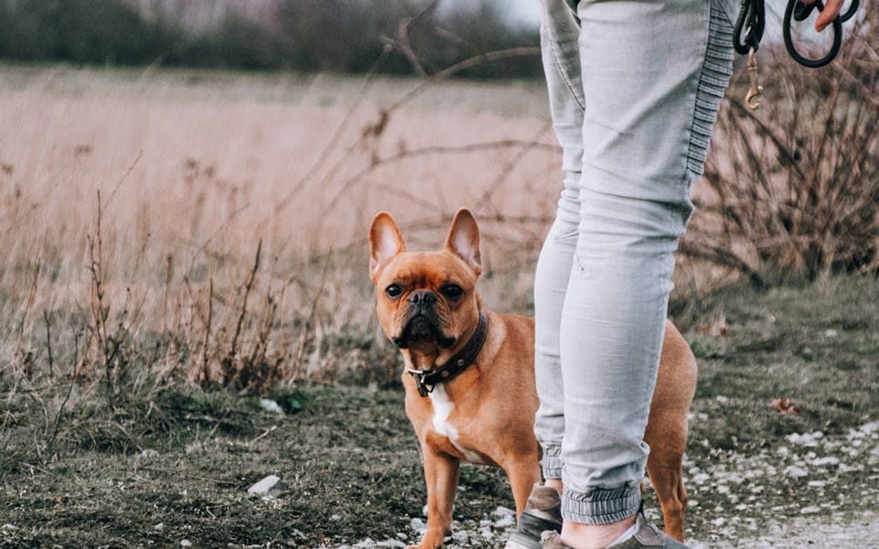 Bulldog — gallery 2