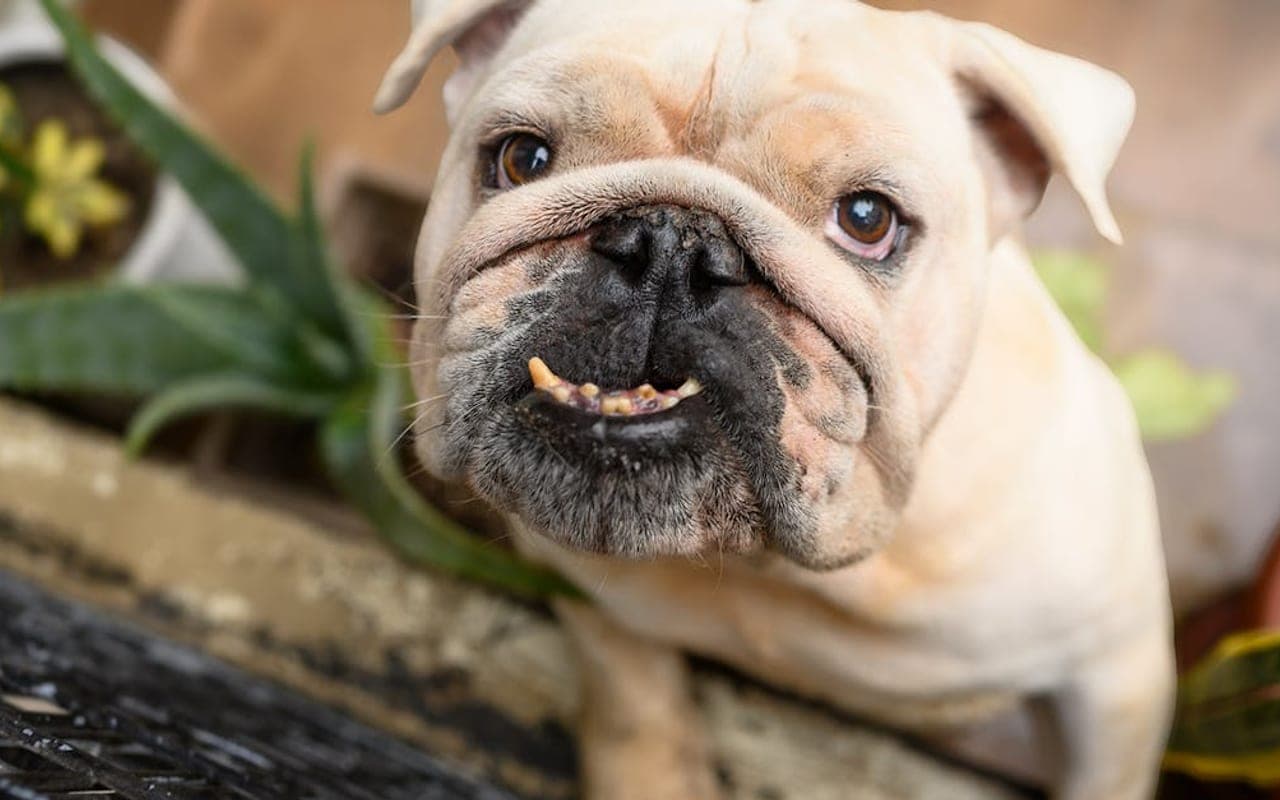 Bulldog — gallery 3