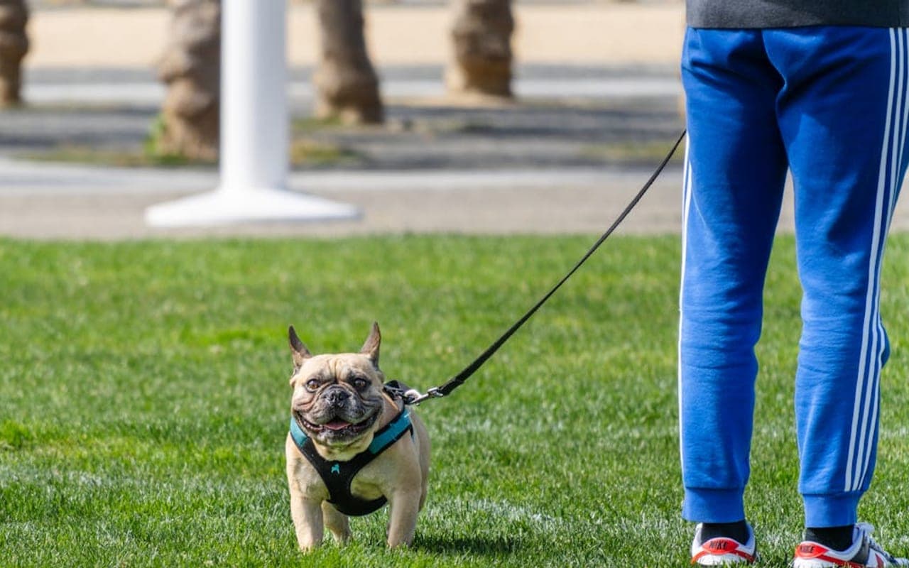 Bulldog — gallery 4