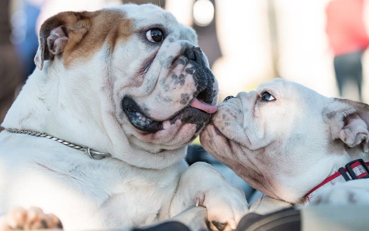 Bulldog — gallery 5