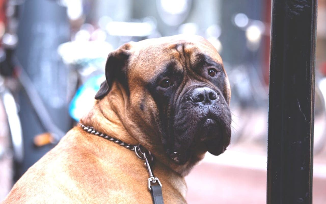Bullmastiff