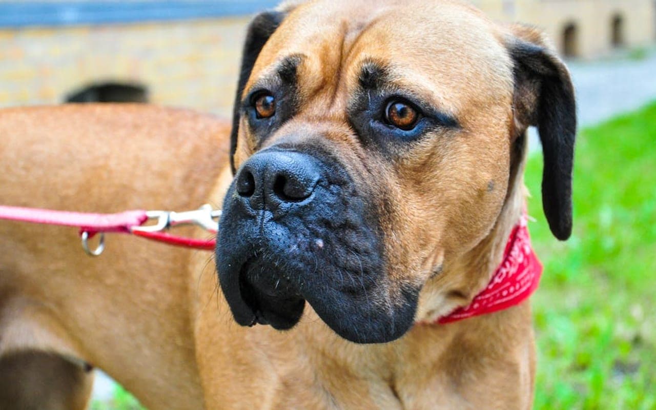 Bullmastiff — gallery 2