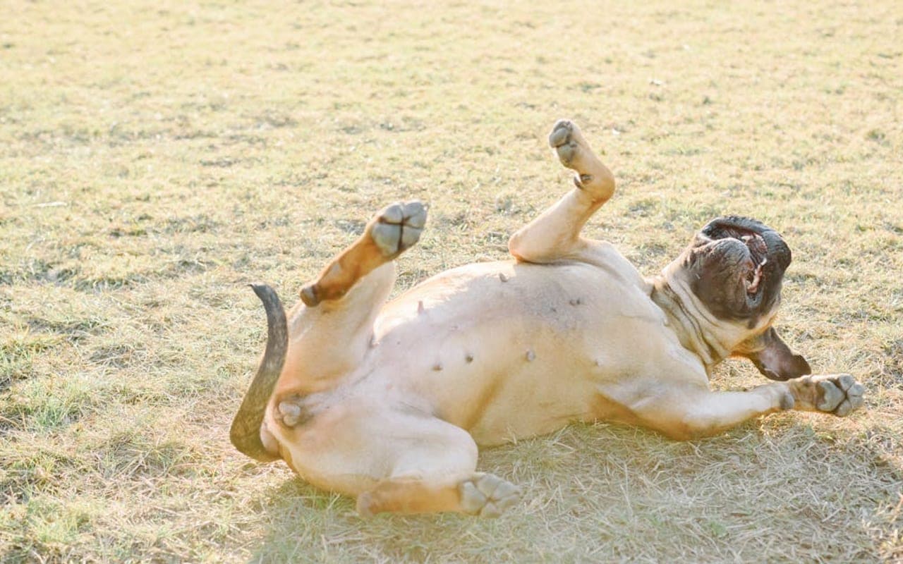 Bullmastiff — gallery 3