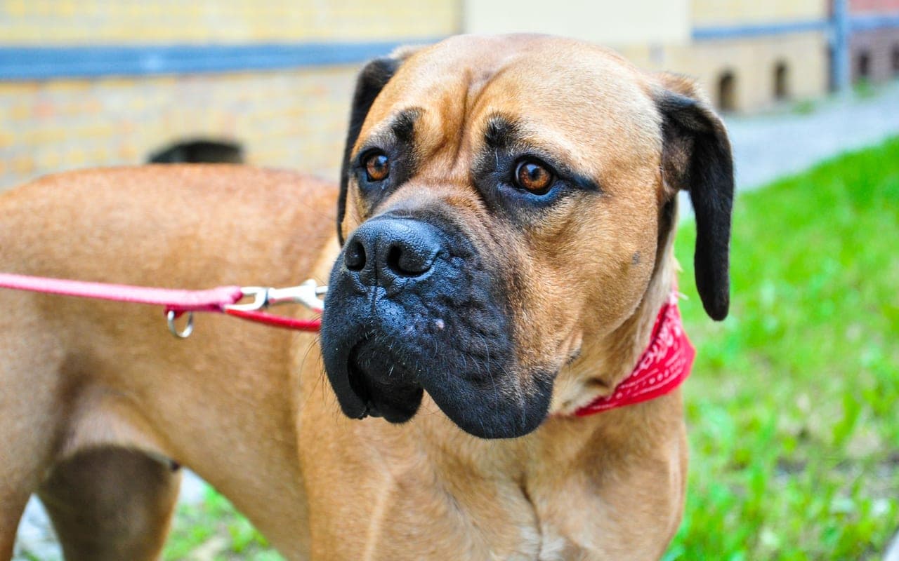 Bullmastiff — photo by Saeed Khokhar (Pexels)