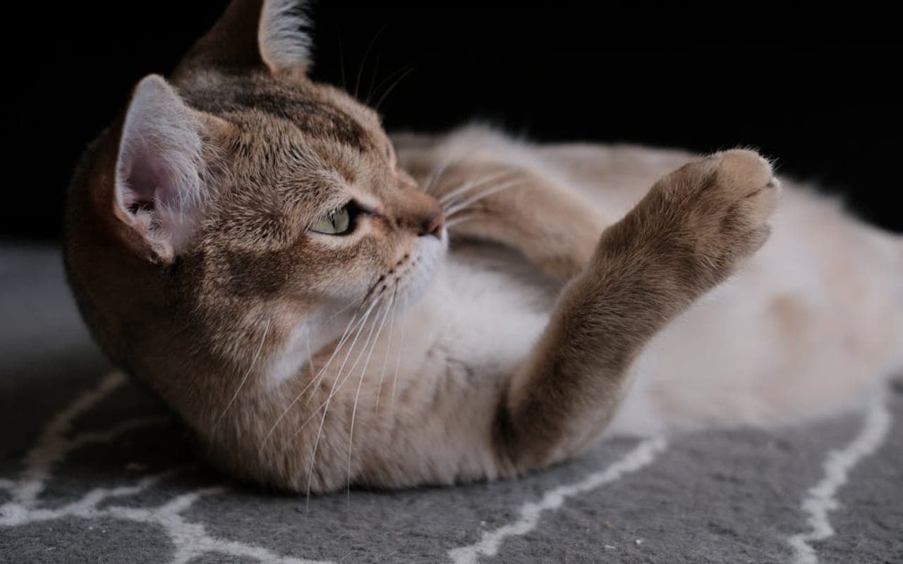 Burmilla cat breed portrait