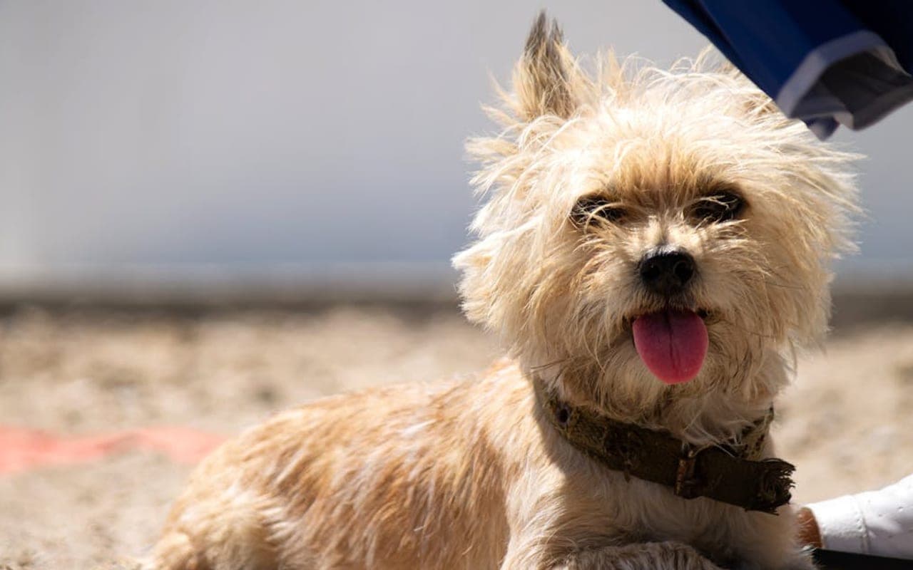 Cairn Terrier