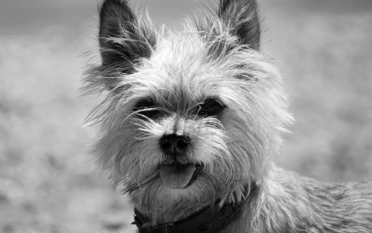 Cairn Terrier — gallery 2