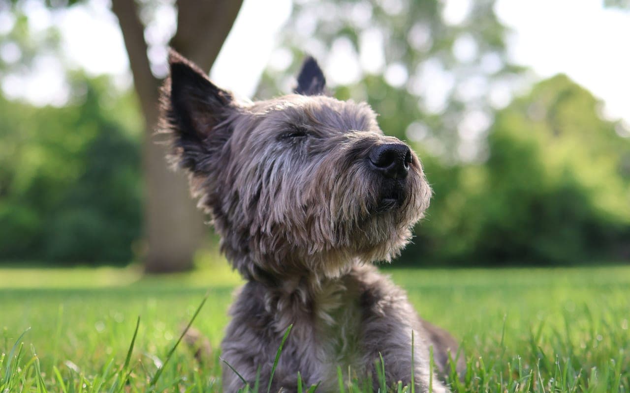 Cairn Terrier — photo by Jordan Heinz (Pexels)
