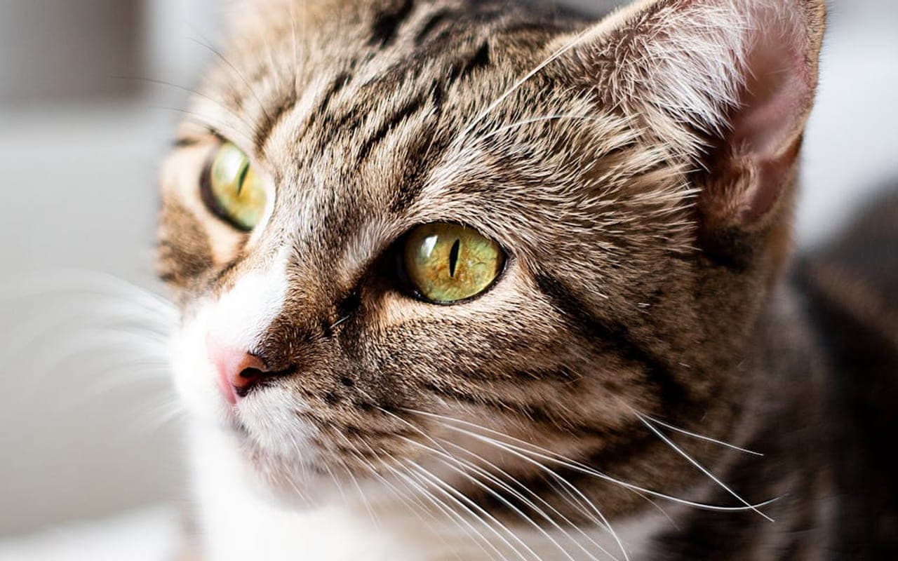 California Spangled cat breed portrait