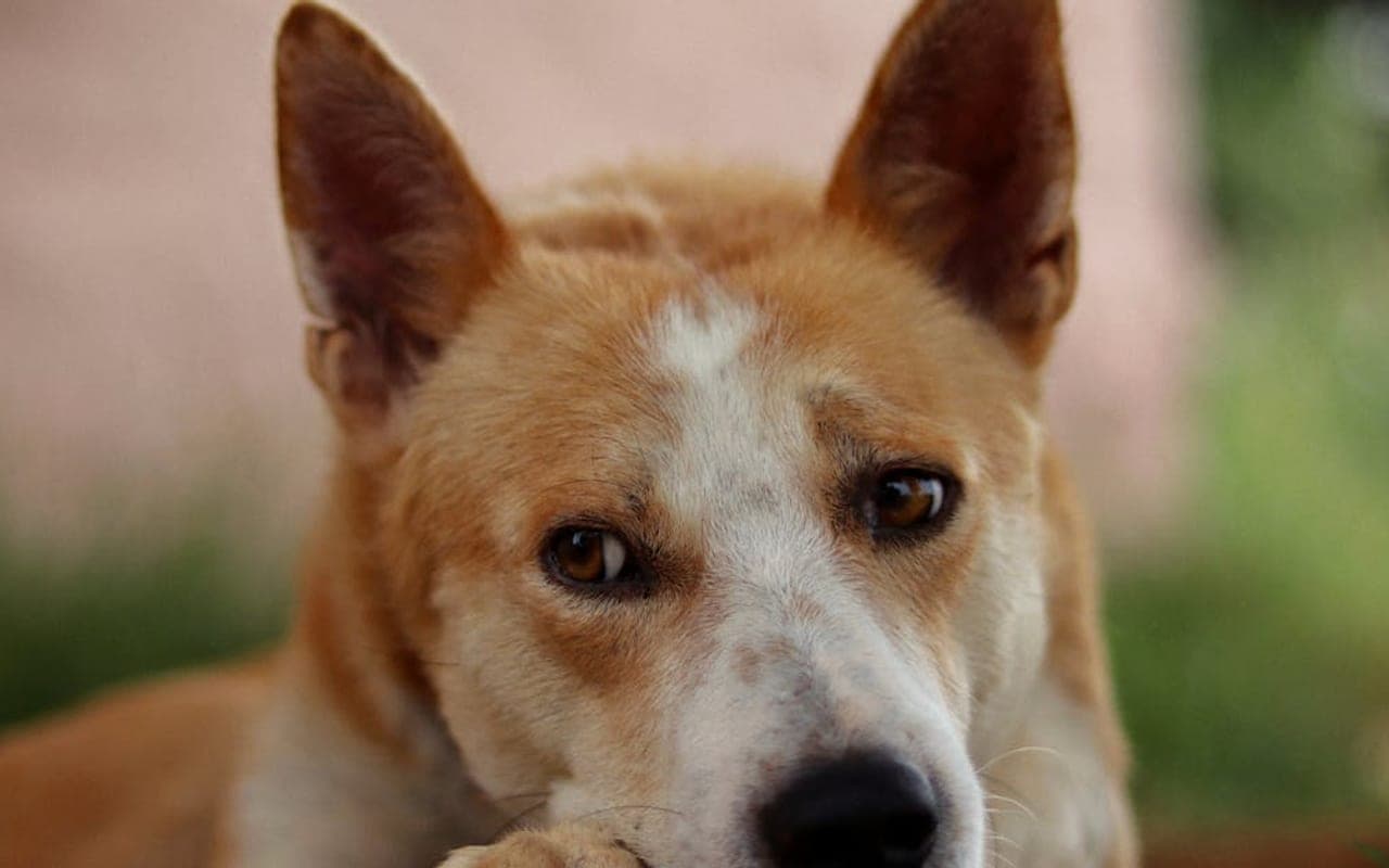 Canaan Dog