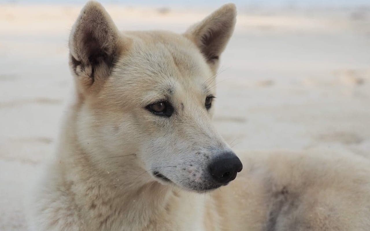 Canaan Dog — gallery 2