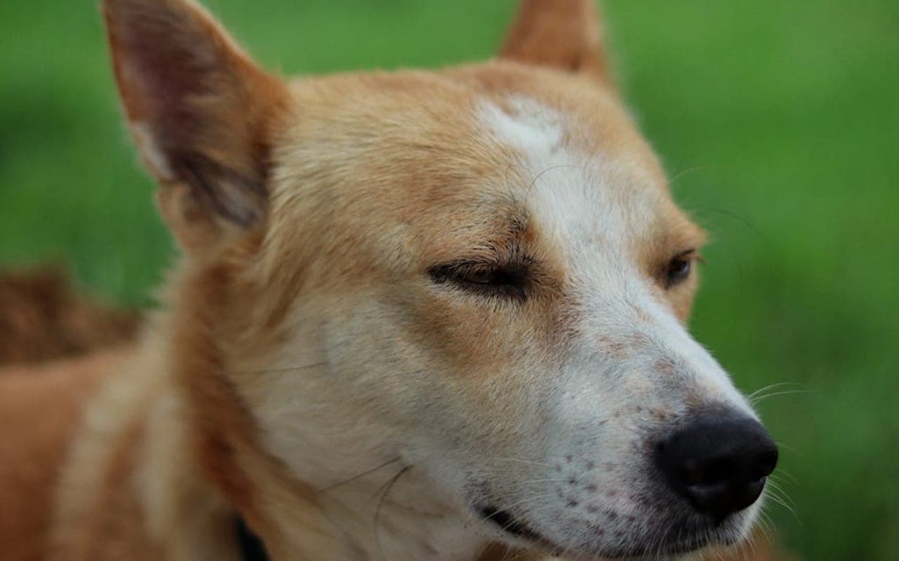 Canaan Dog — gallery 3