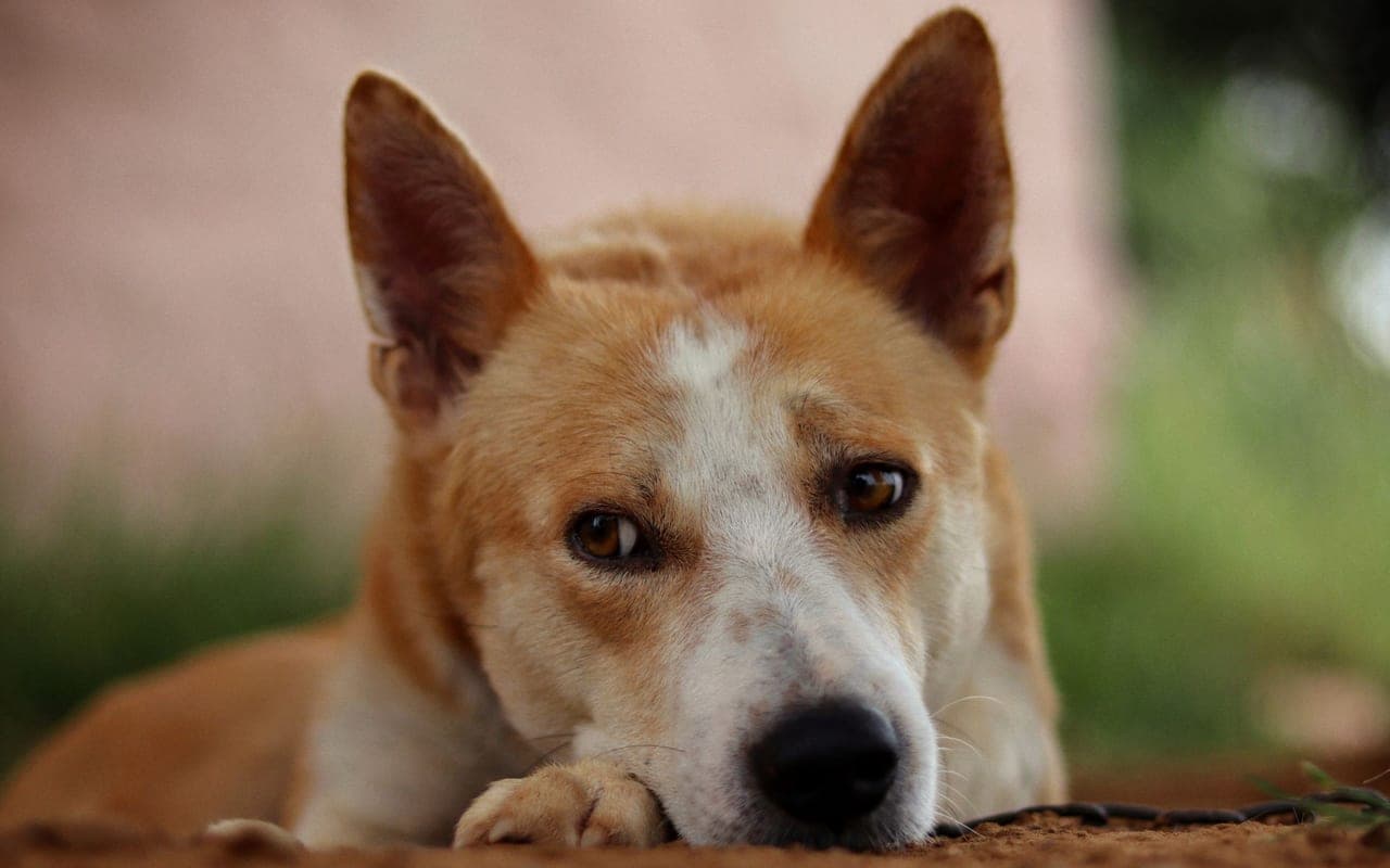 Canaan Dog — photo by Sudhir Sangwan (Pexels)