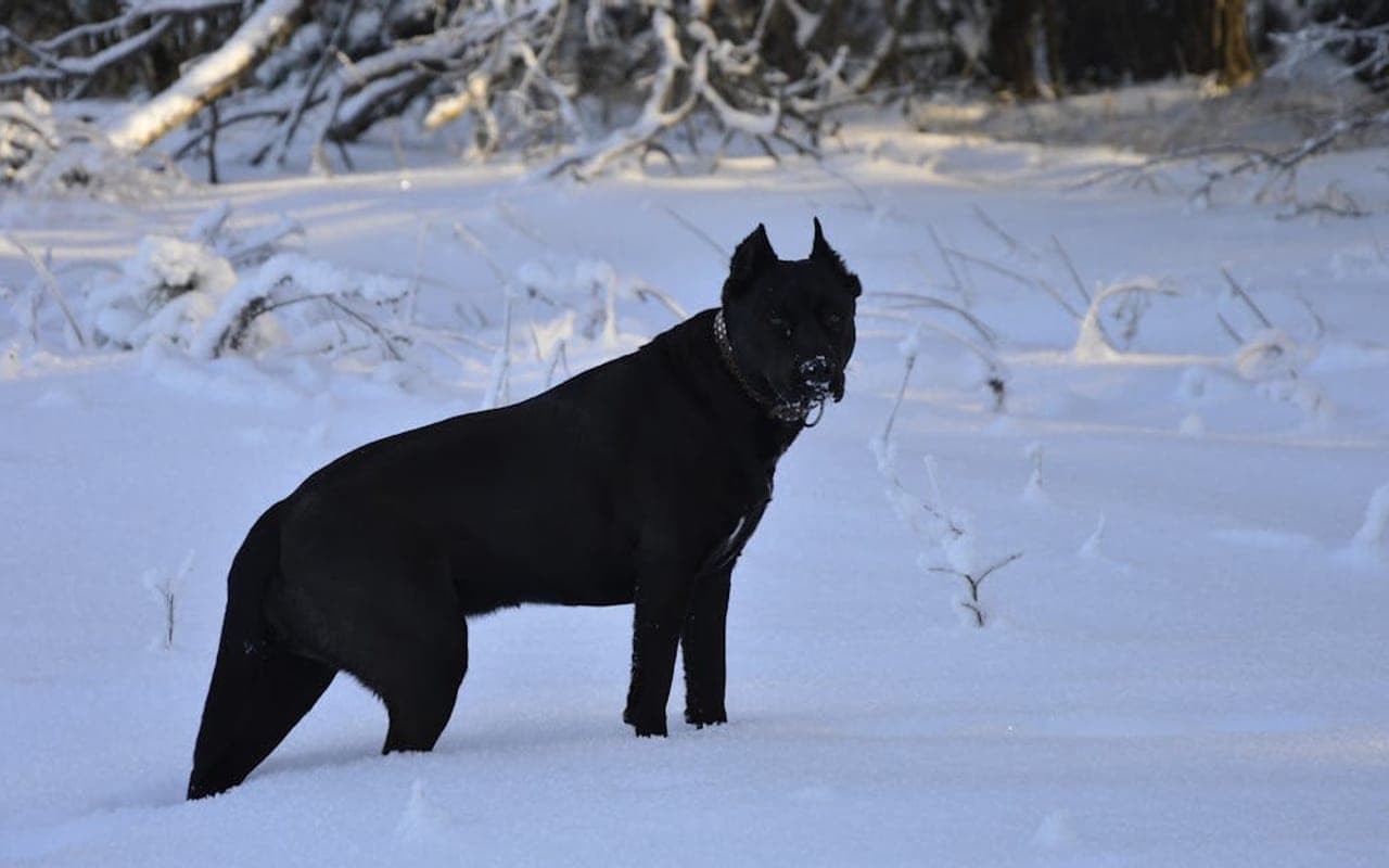 Cane Corso dog breed portrait