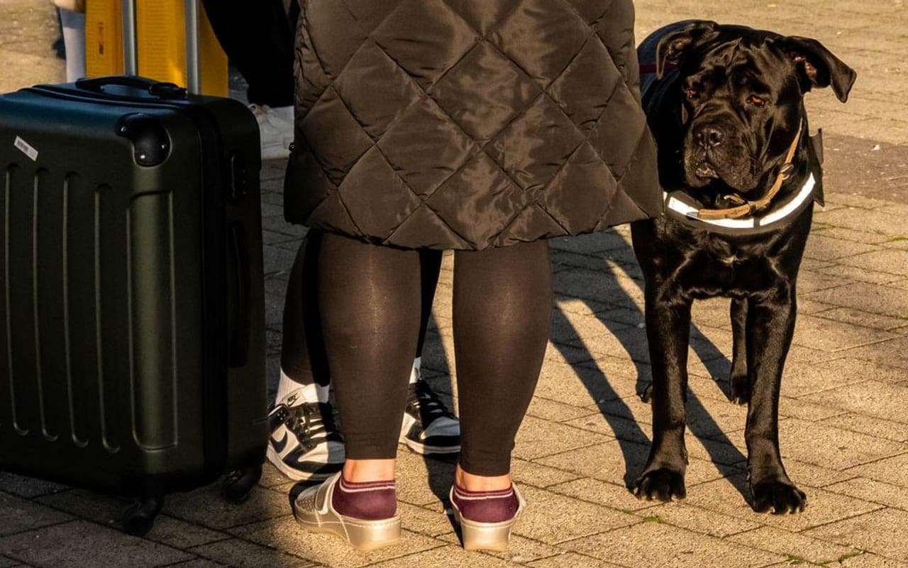 Cane Corso — gallery 2