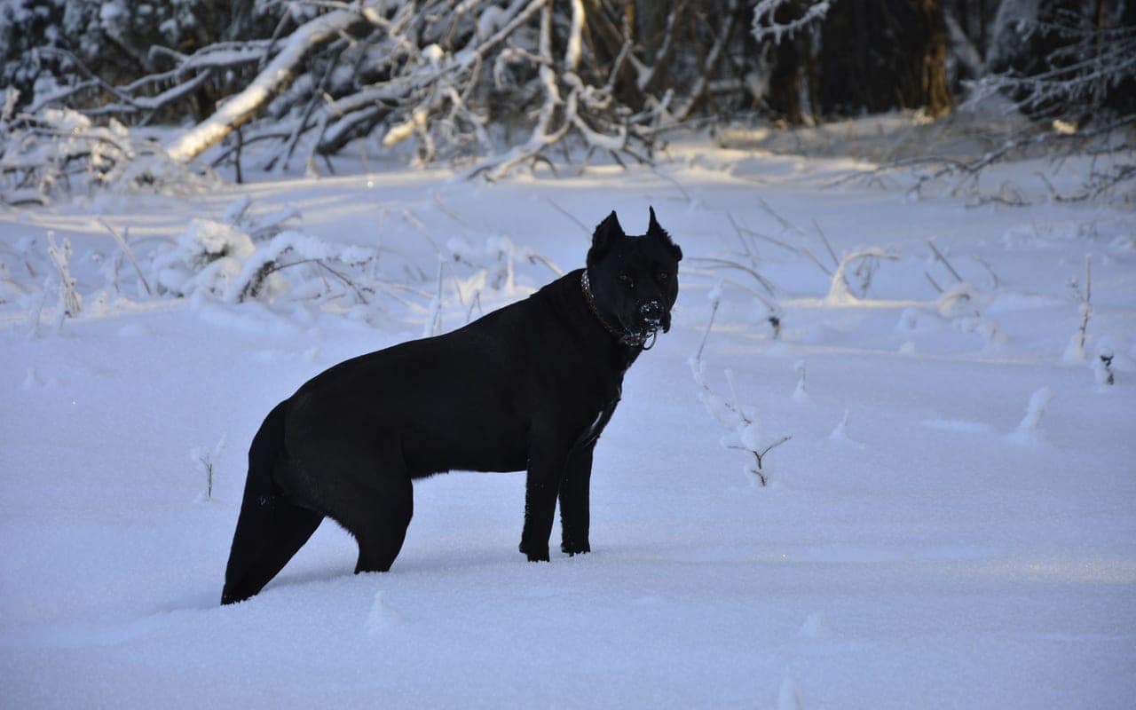 Cane Corso — photo by Сергей ЮССтудия (Pexels)