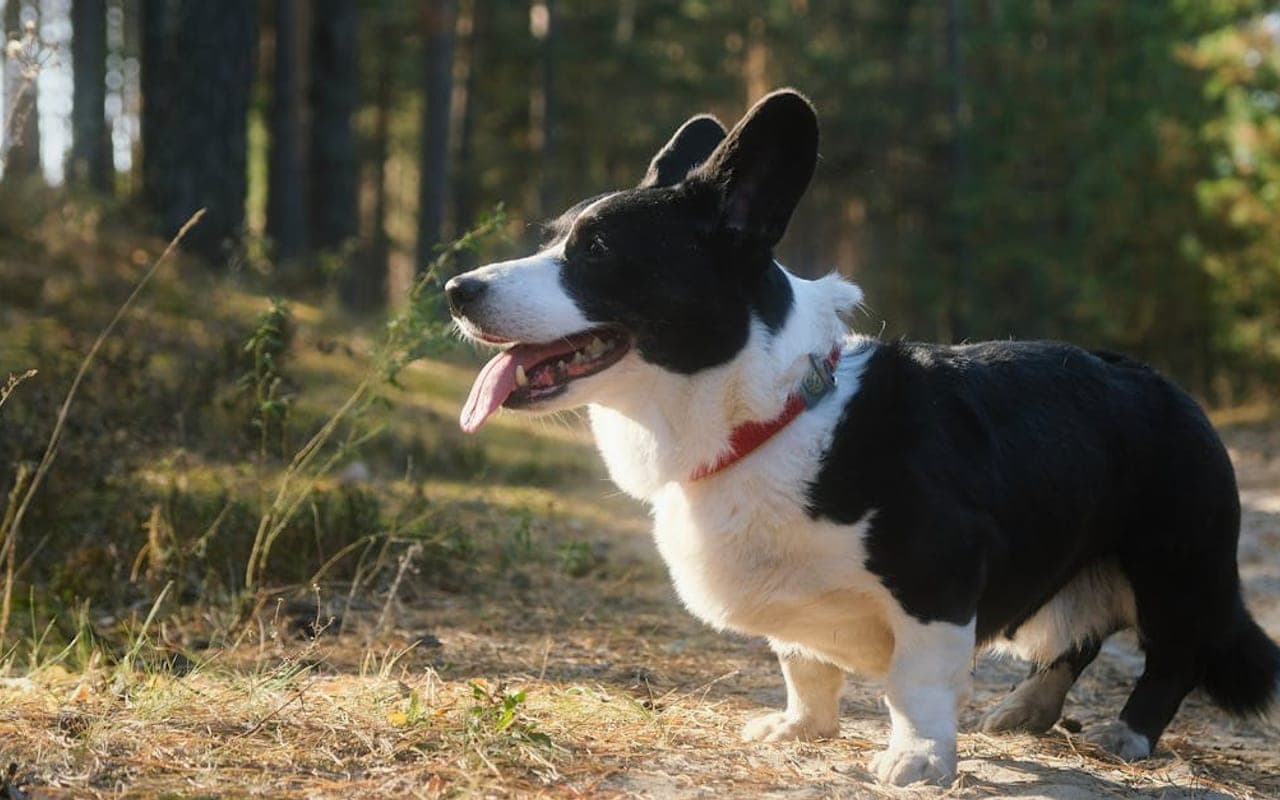 Cardigan Welsh Corgi