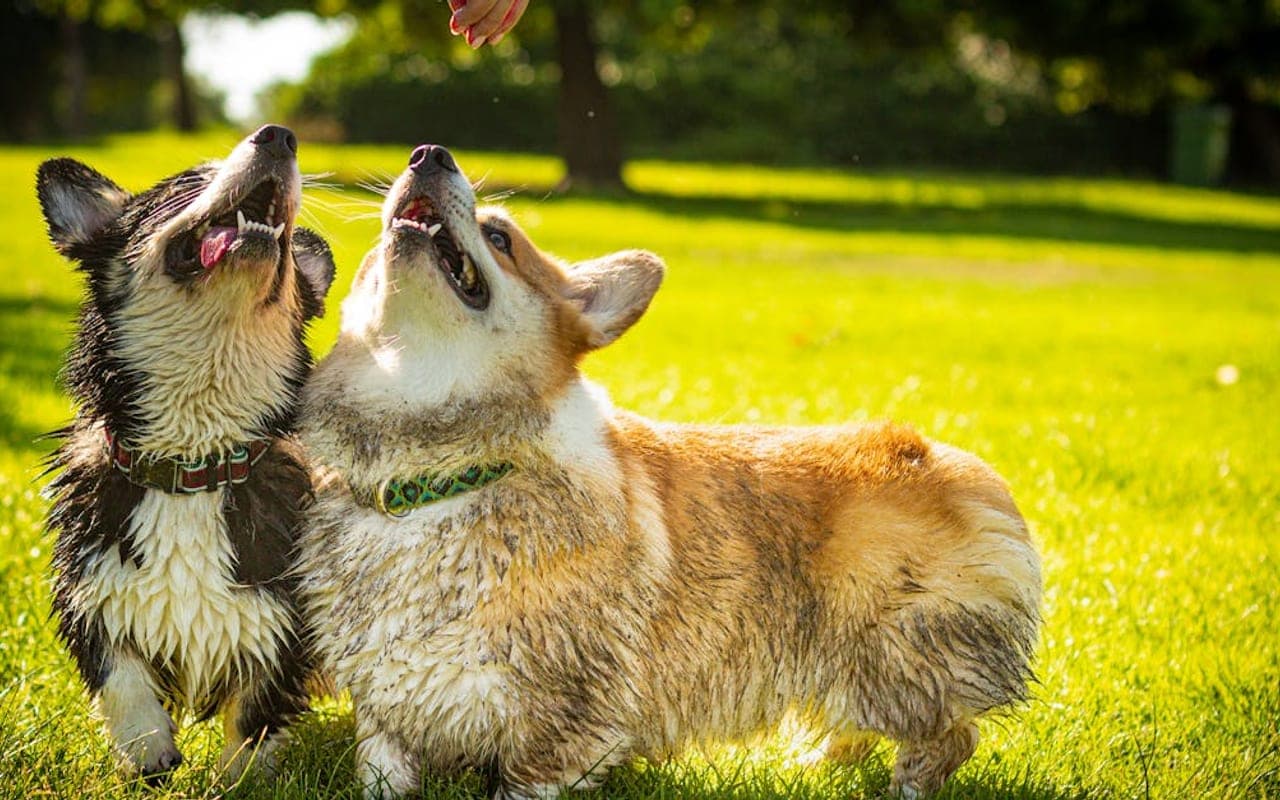 Cardigan Welsh Corgi — gallery 2