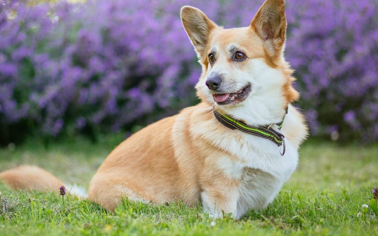 Cardigan Welsh Corgi — gallery 3