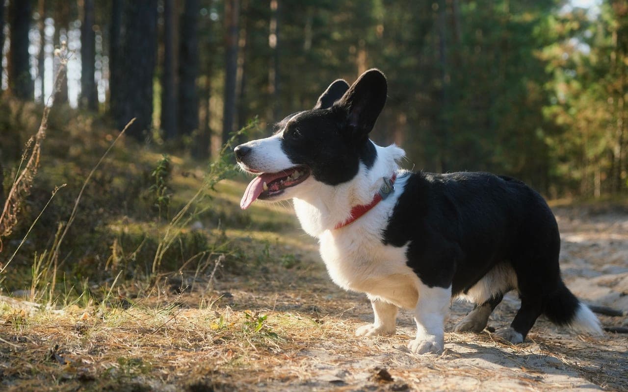 Cardigan Welsh Corgi — photo by Jeanne (Pexels)