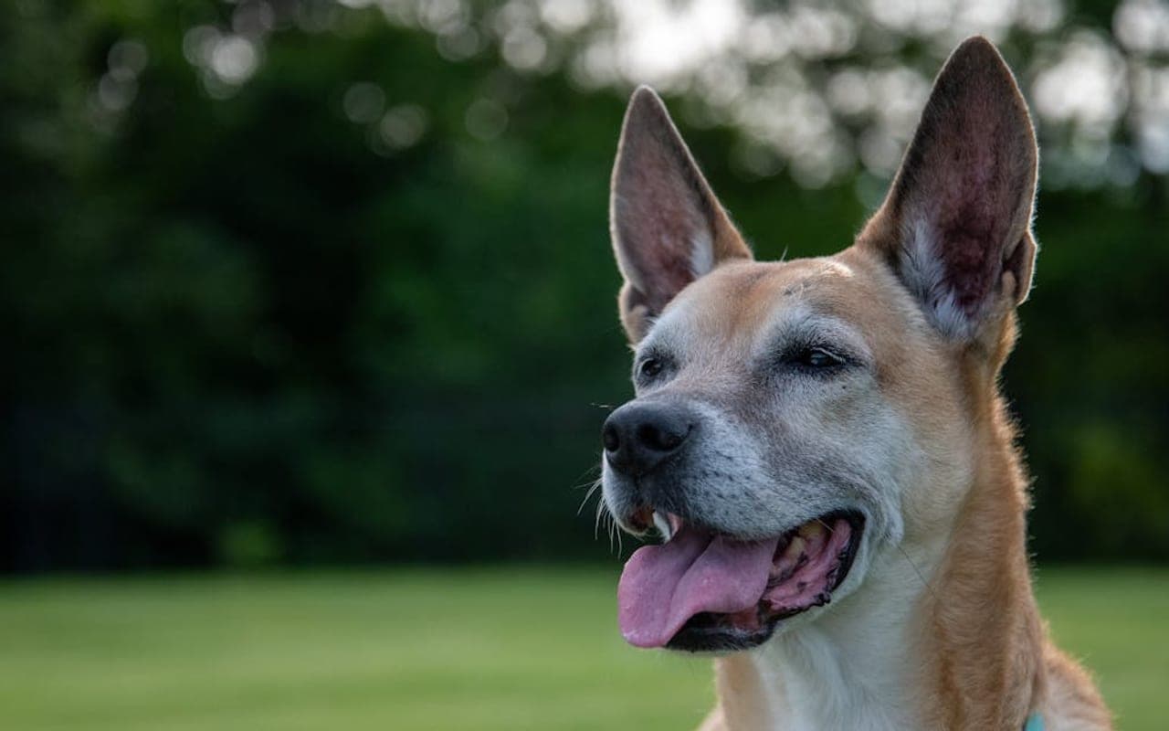 Carolina Dog dog breed portrait