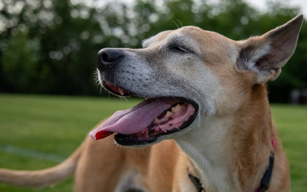 Carolina Dog — gallery 2