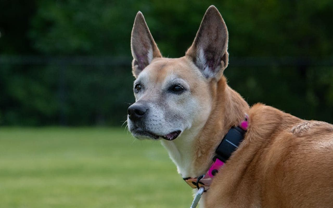 Carolina Dog — gallery 3