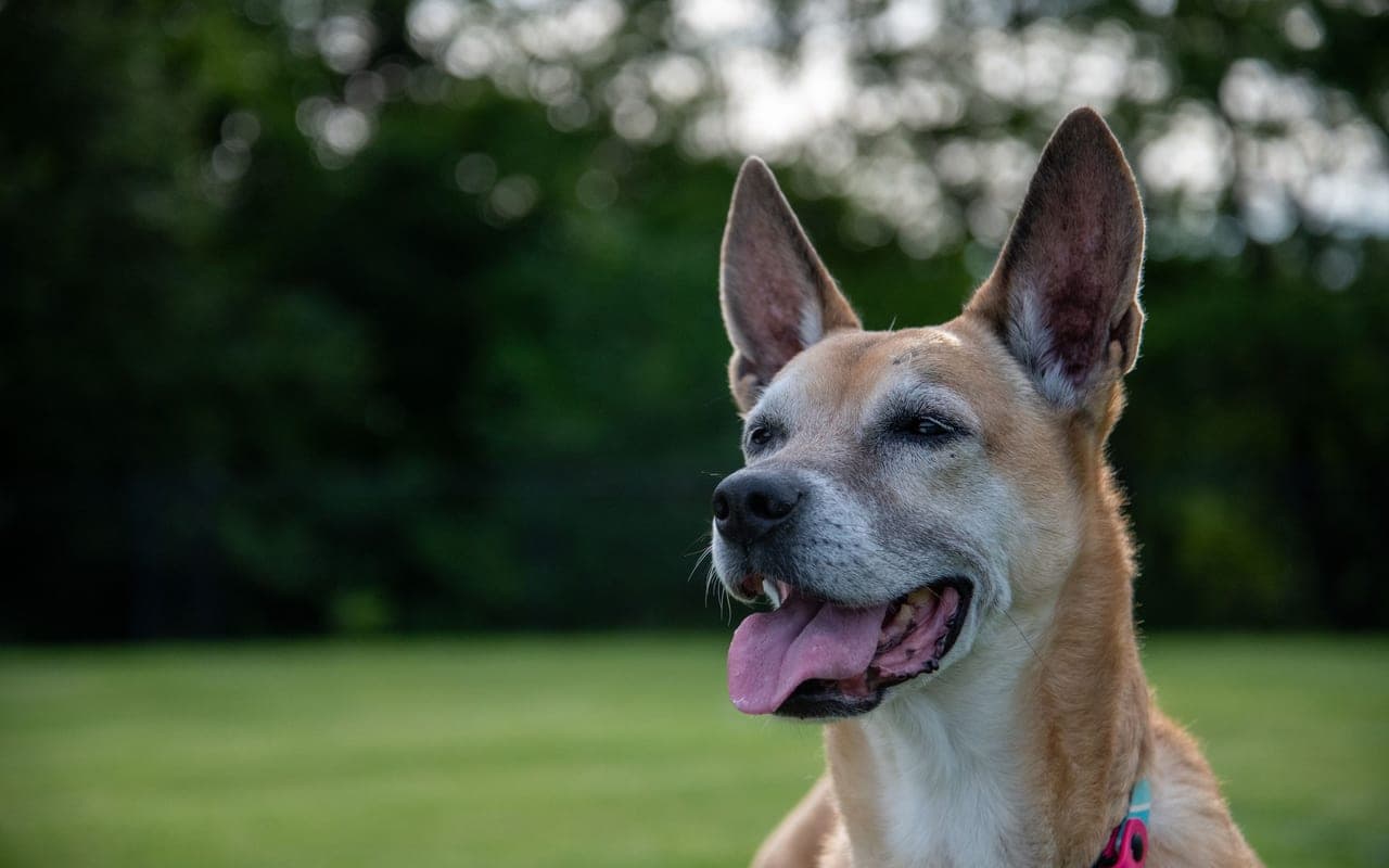 Carolina Dog — photo by Andrew Patrick Photo (Pexels)