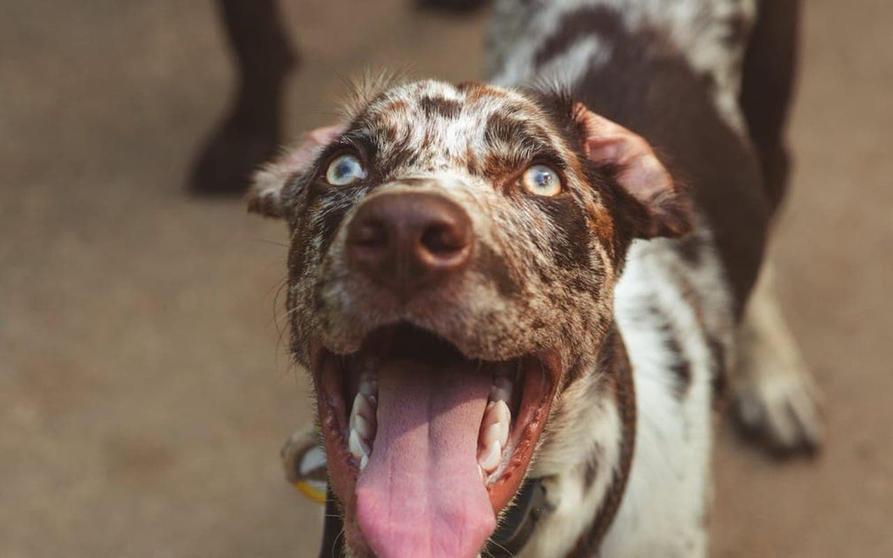 Catahoula Leopard Dog dog breed portrait