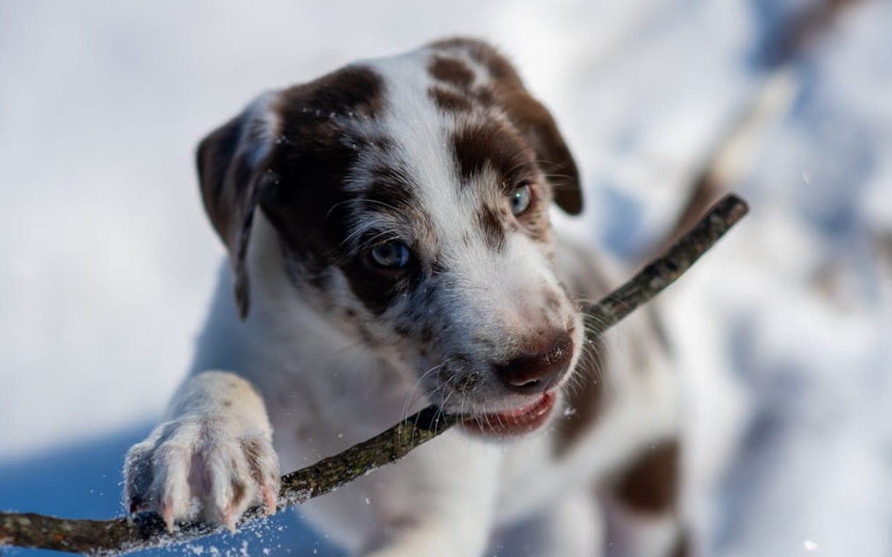 Catahoula Leopard Dog — gallery 2