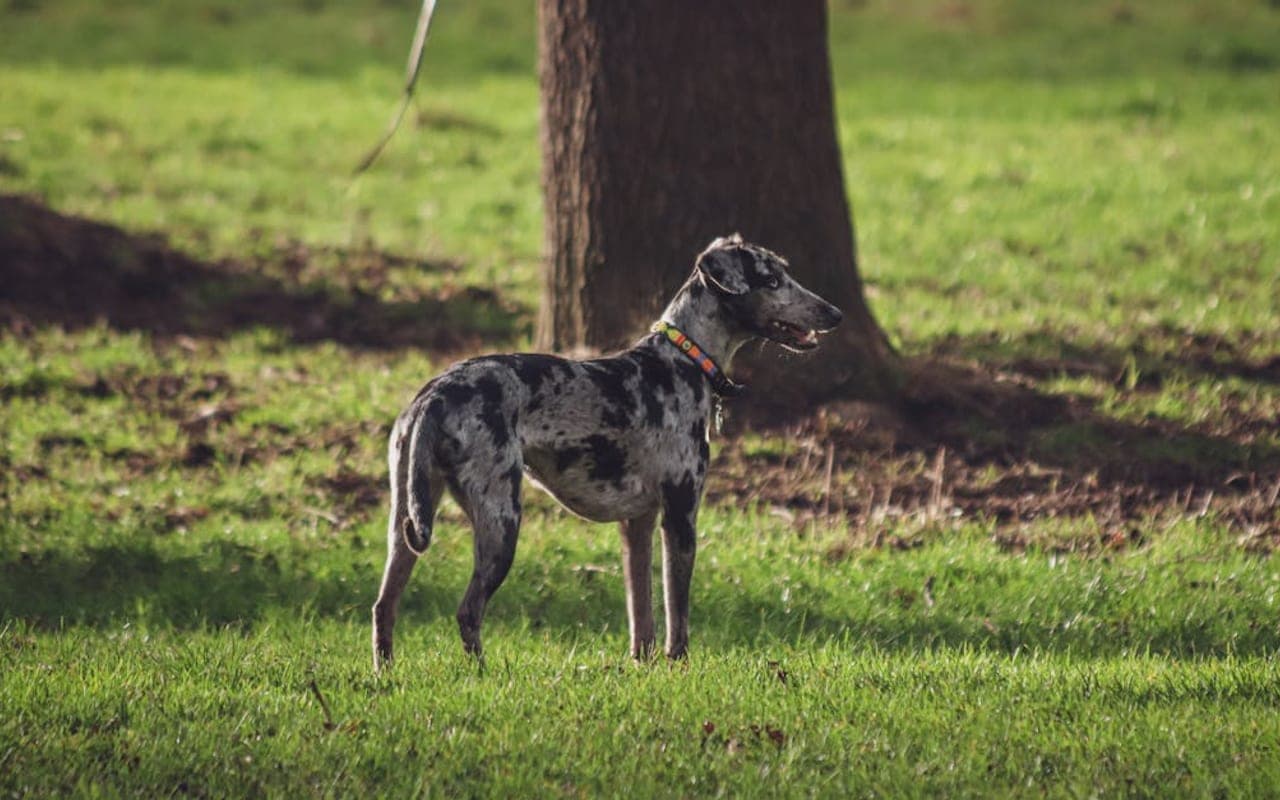 Catahoula Leopard Dog — gallery 3