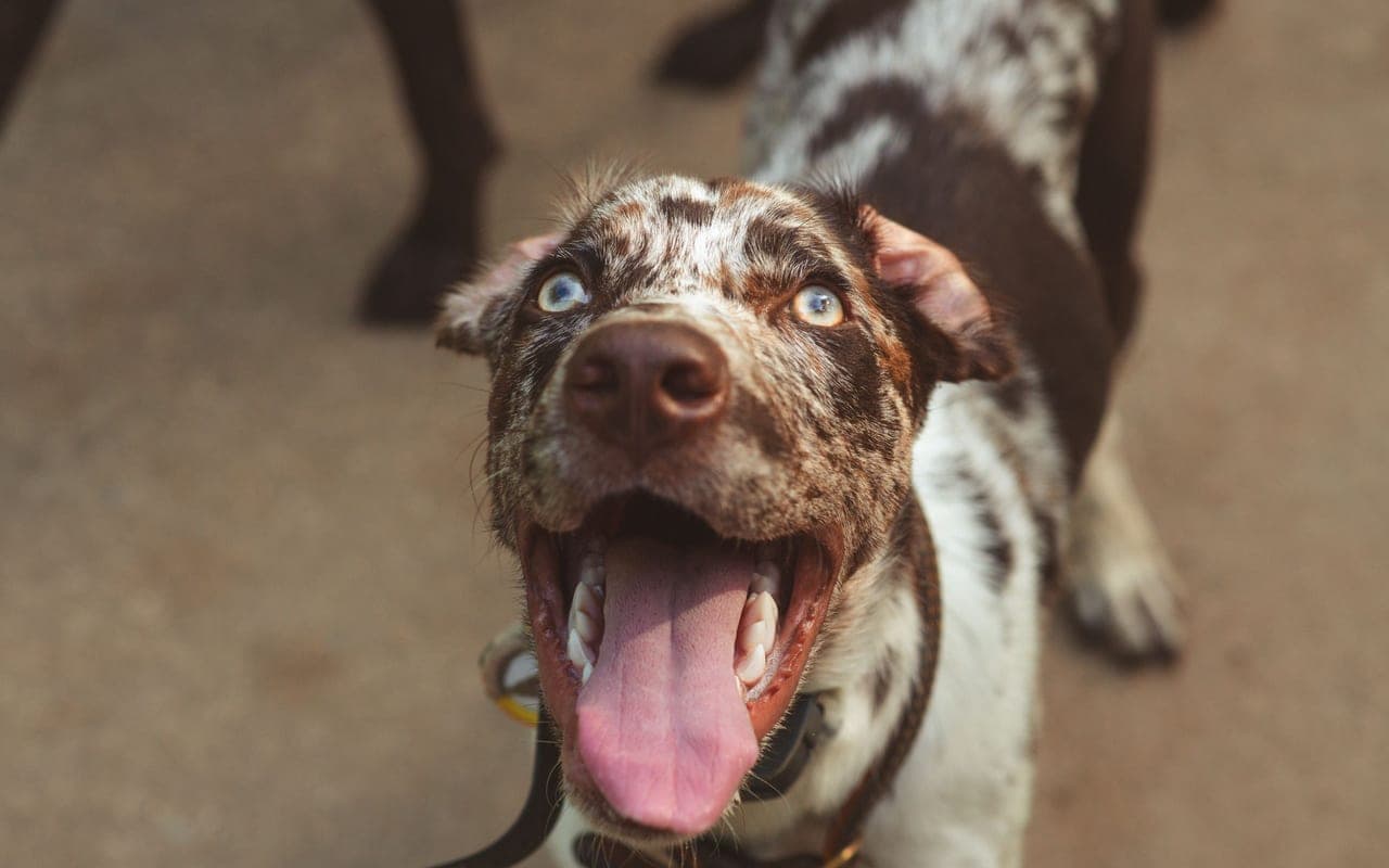 Catahoula Leopard Dog — photo by Brixiv (Pexels)