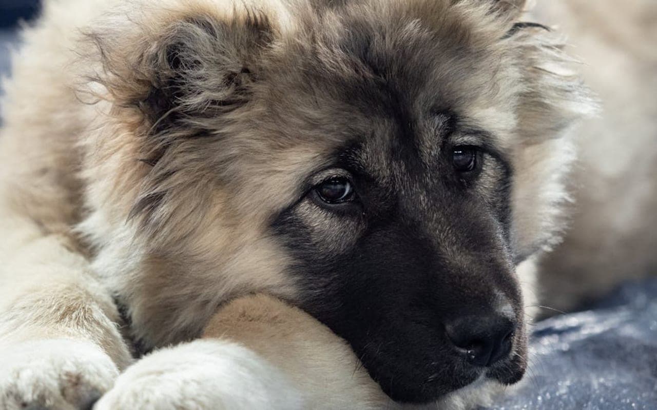 Caucasian Shepherd Dog dog breed portrait