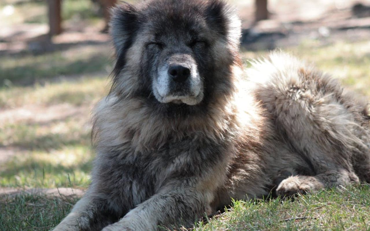 Caucasian Shepherd Dog — gallery 2