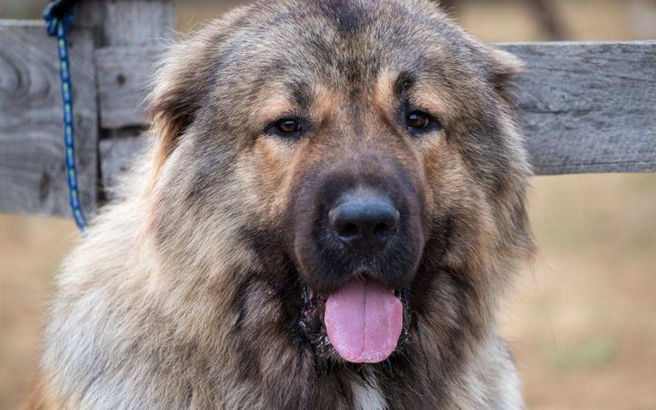 Caucasian Shepherd Dog — gallery 3