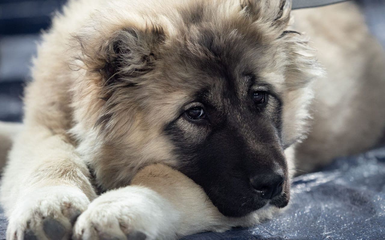 Caucasian Shepherd Dog — photo by Genadi Yakovlev (Pexels)
