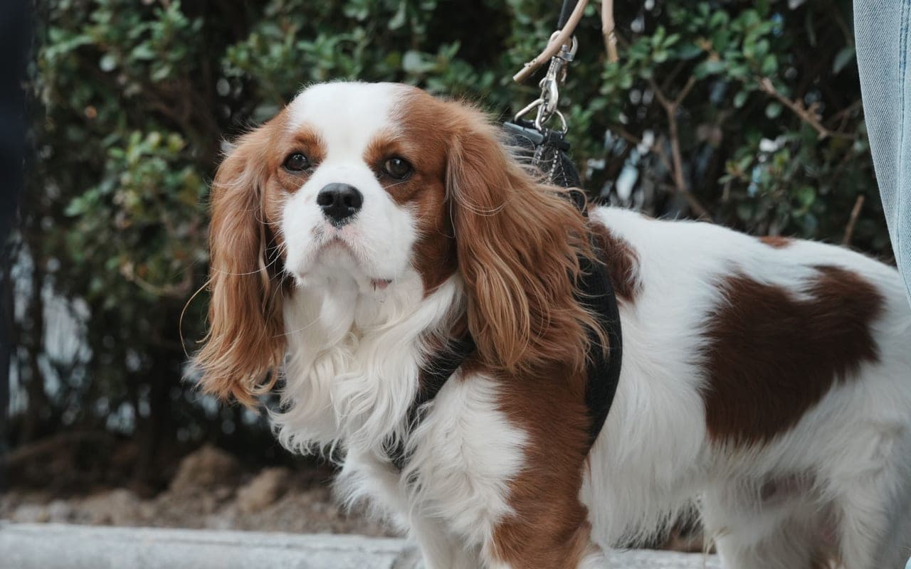 Cavalier King Charles Spaniel dog breed