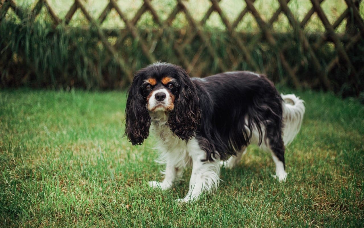 Cavalier King Charles Spaniel — photo by Kate Amos (Pexels)