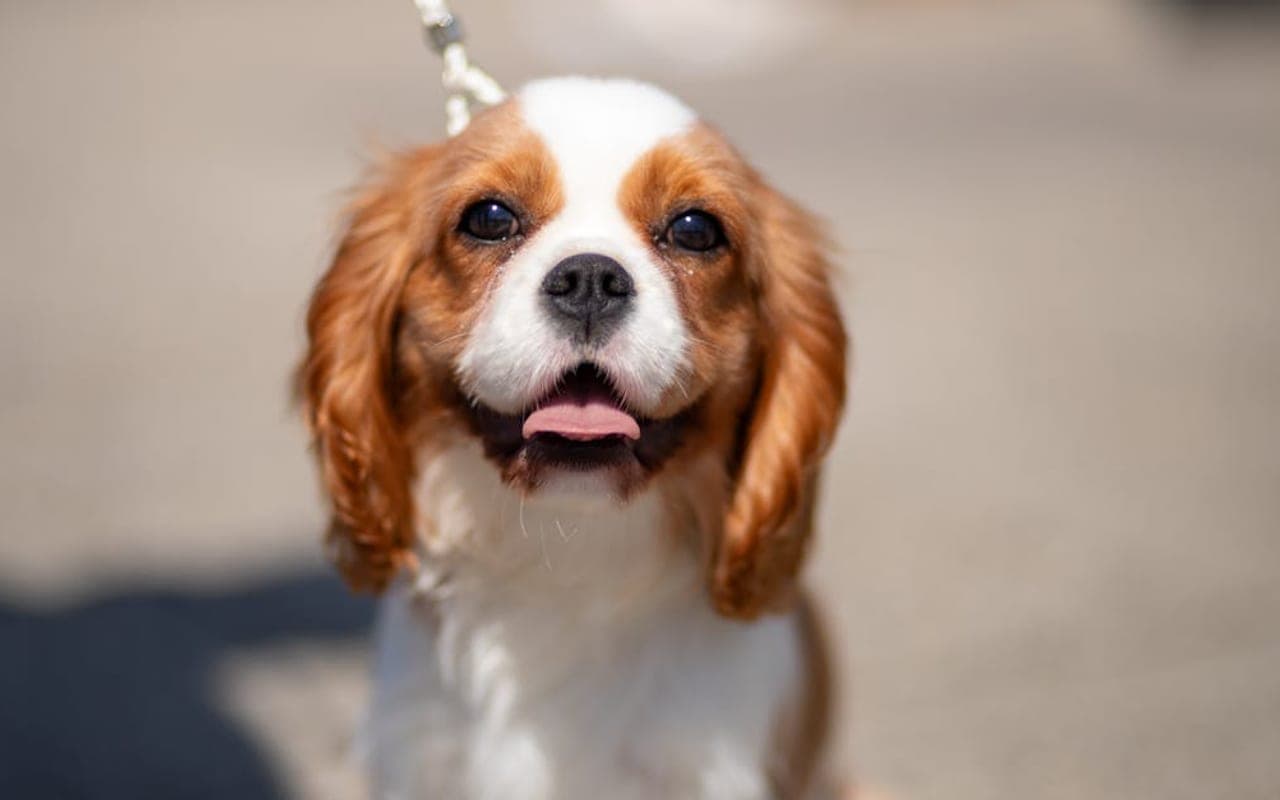 Cavalier King Charles Spaniel — gallery 3
