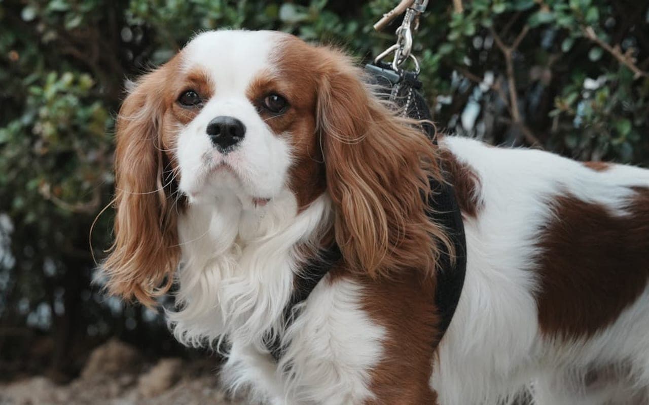 Cavalier King Charles Spaniel — gallery 4
