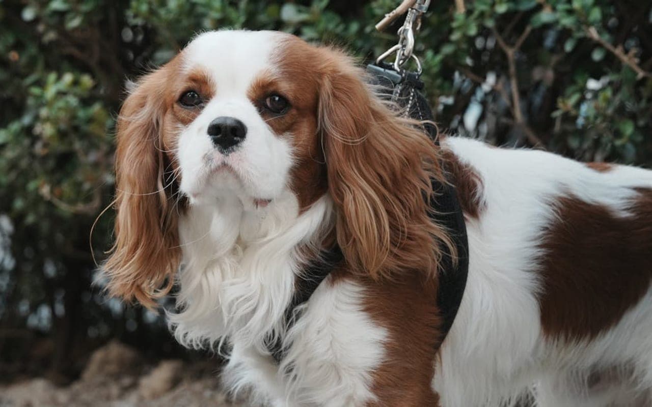 Cavalier King Charles Spaniel — gallery 5