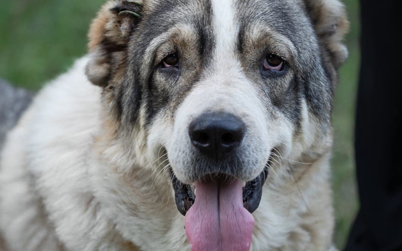 Central Asian Shepherd Dog dog breed portrait