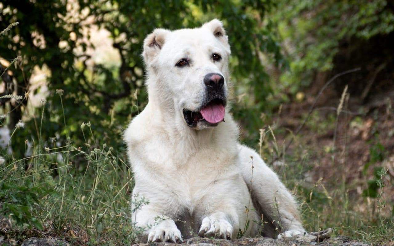 Central Asian Shepherd Dog — gallery 2