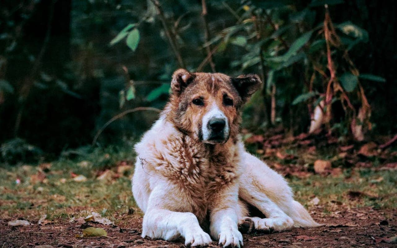 Central Asian Shepherd Dog — gallery 3