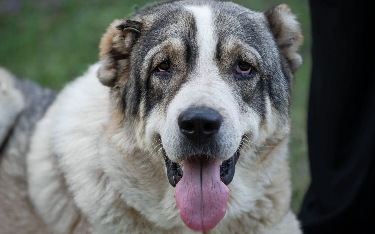 Central Asian Shepherd Dog — photo by Genadi Yakovlev (Pexels)