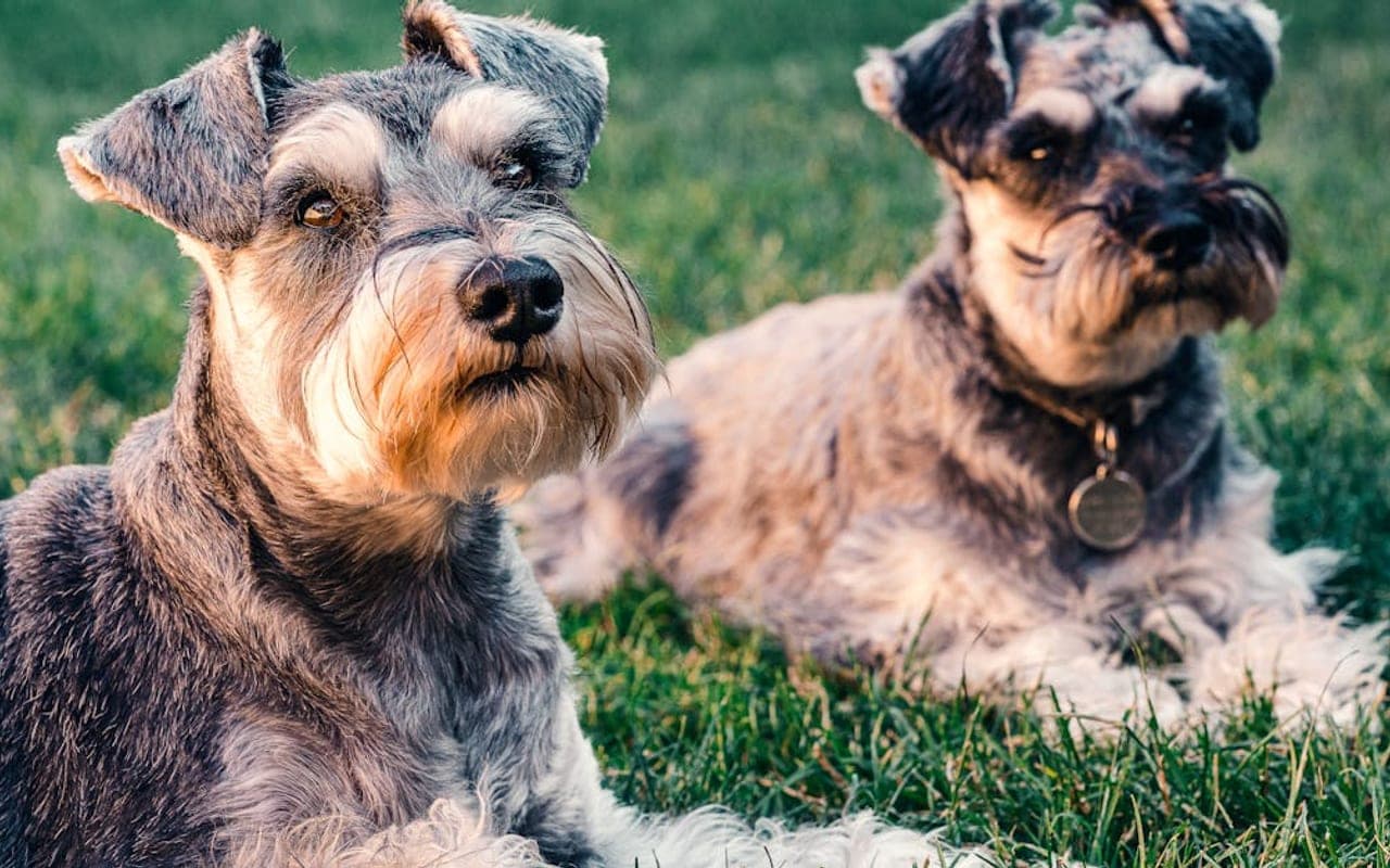 Cesky Terrier