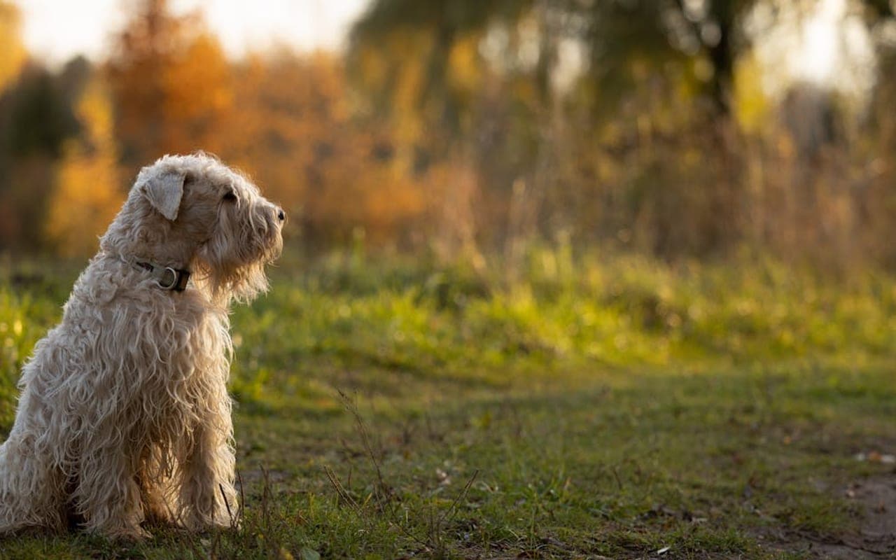 Cesky Terrier — gallery 2